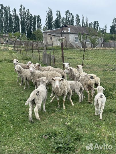 Овцы бараны ягнята