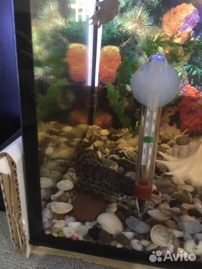 Продою аквариум с рыбками, и комплектующие