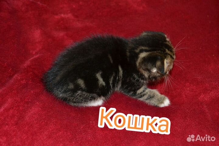 Кошки в добрые руки