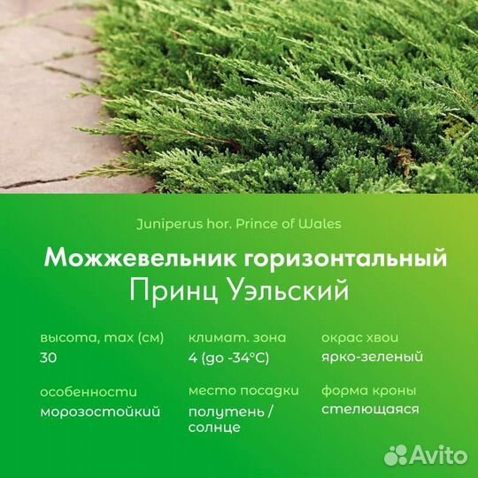 Можжевельники/ черенки на доращивание