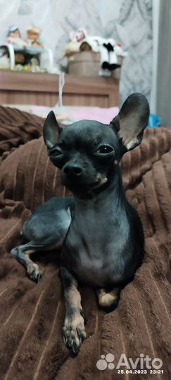 Мини той-терьер вязка