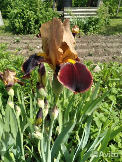 Ирис, безвременник, хоста