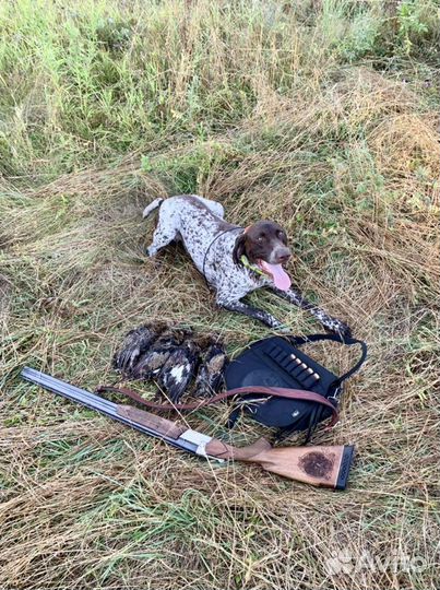 Вязка курцхаар