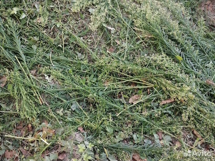 Покос травы