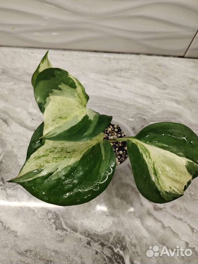 Эпипремнум Marble Apple (марбл эппл)