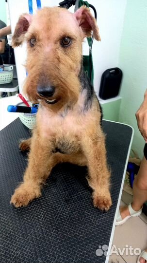 Стрижка собак