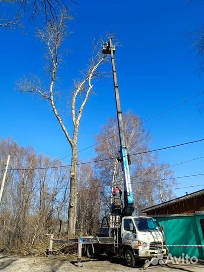 Спил деревьев
