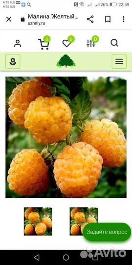 Малина Жёлтый гигант