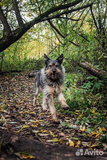 Собака-компаньон Найда в добрые руки