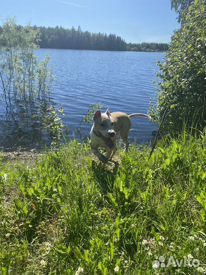 Стаффордширский терьер в добрые руки