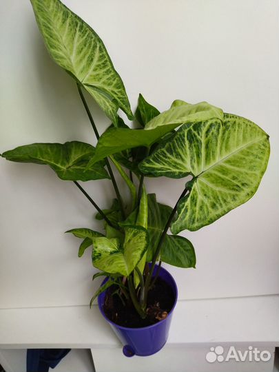 Сингониум домашний