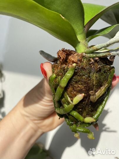 Орхидея биглип