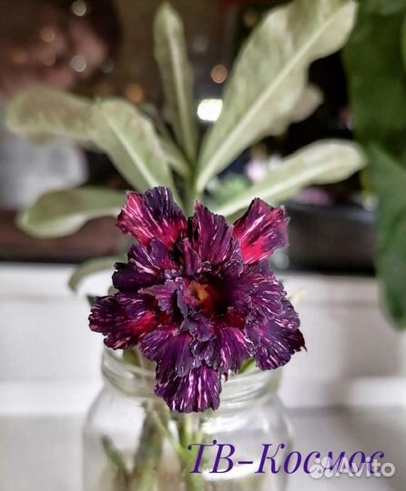 Адениумы взрослые