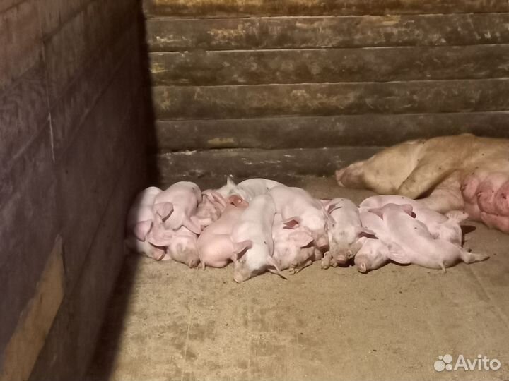 Поросята