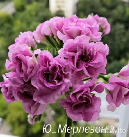Пеларгонии сортовые