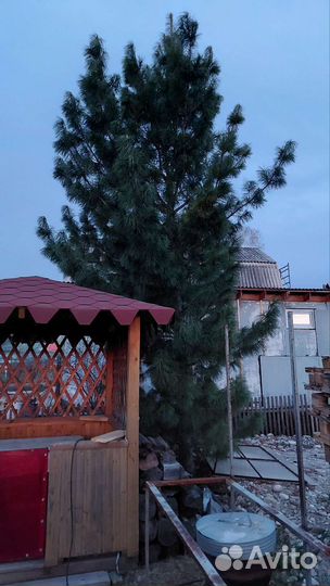 Кедр дерево