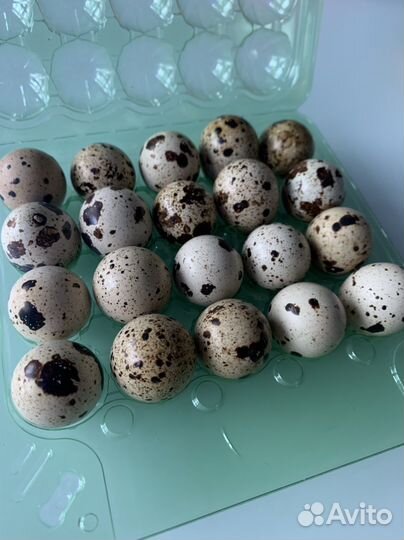 Яйца перепелиные
