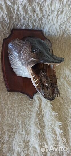 Готовое чучело щуки
