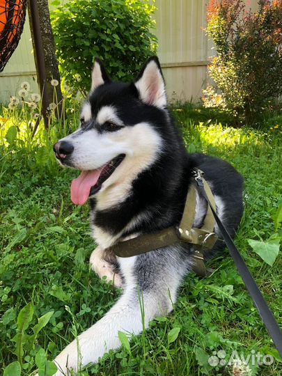 Кобель хаски вязка