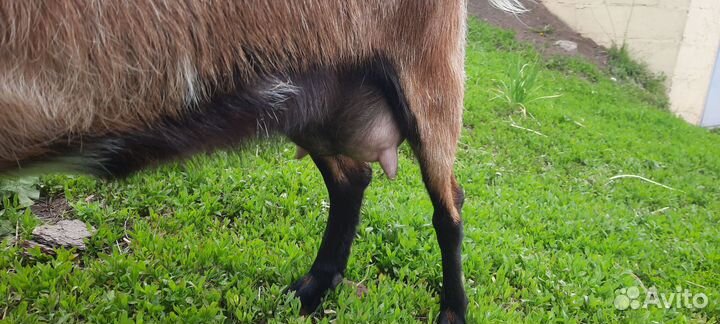 Коза альпийская