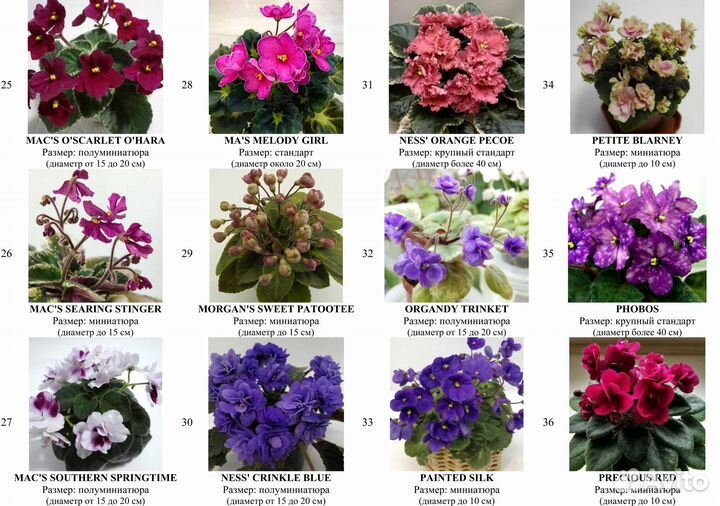 Детки сортовых фиалок