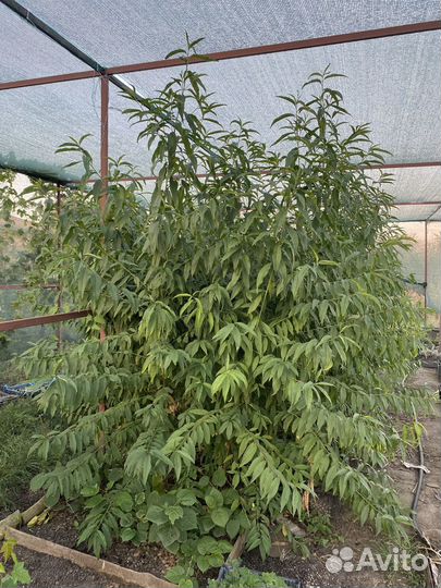 Персик морозостойкий саженцы