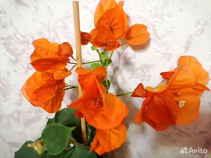 Бугенвиллия