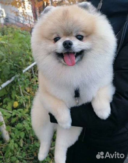 Ищем невесту