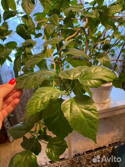 Гибискус китайская роза