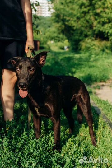 Собака Муха