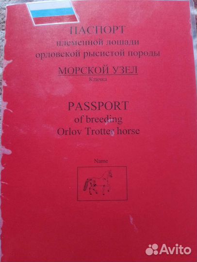 Жеребец орловский рысак