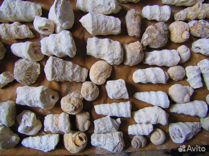 Большая подборка окаменелостей