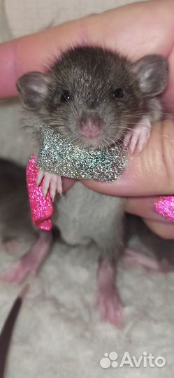 Крысы Дамбо Малыши