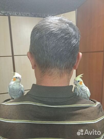 Попугайкорелла ручной