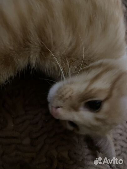 Отдам даром кота