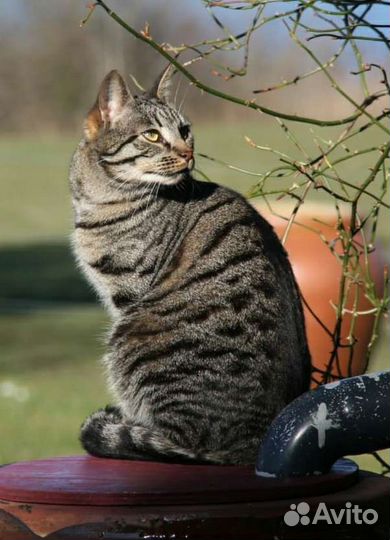 Кот кастрирован 1.5 года