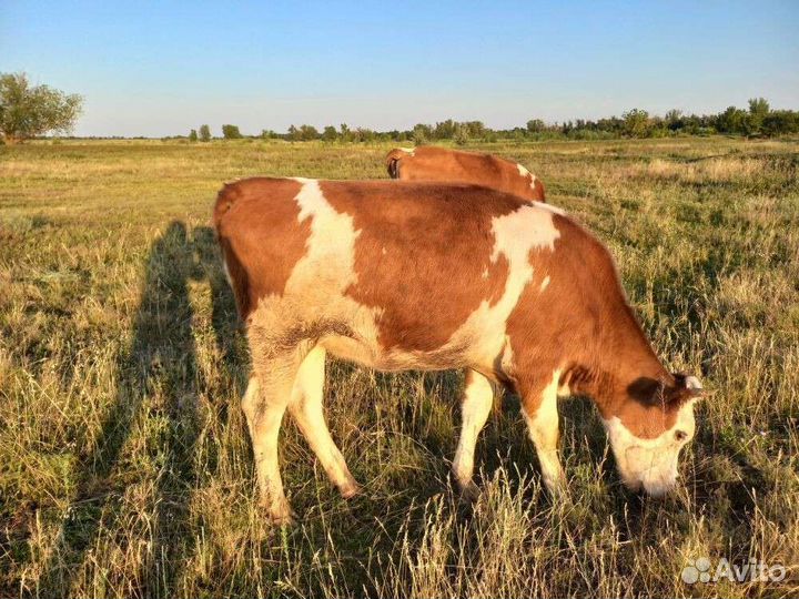 Телки Коровы