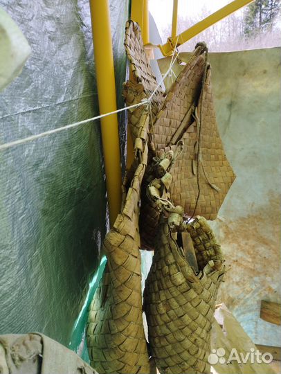 Березовый пэстер