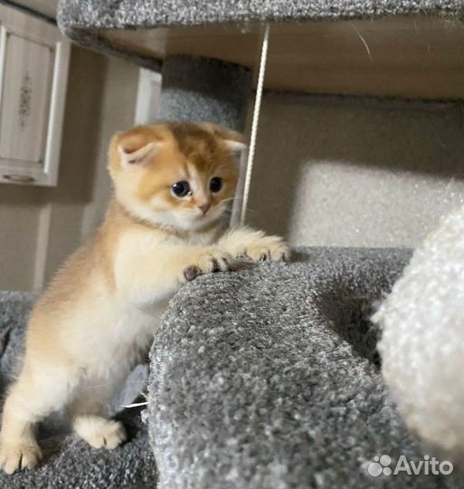 Шотландские котята золотая шиншилла