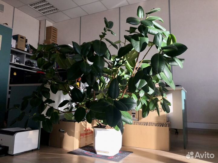 Фикус Робуста огромный
