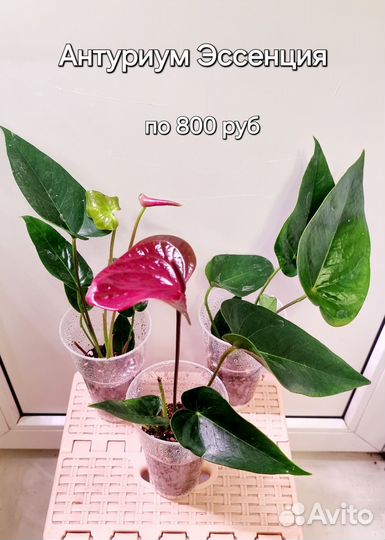 Антуриумы разные
