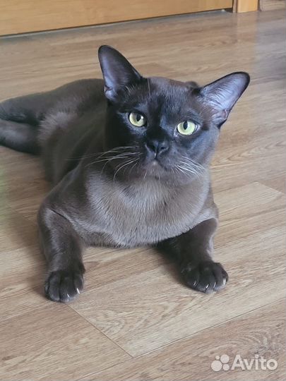 Вязка бурманский кот