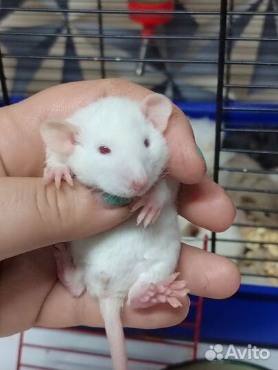 Крысы Дамбо вельветин и рекс