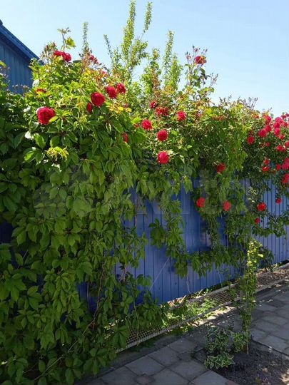 Комната 18 м², 1/2 эт.