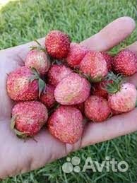 Земклуника Пенелопа