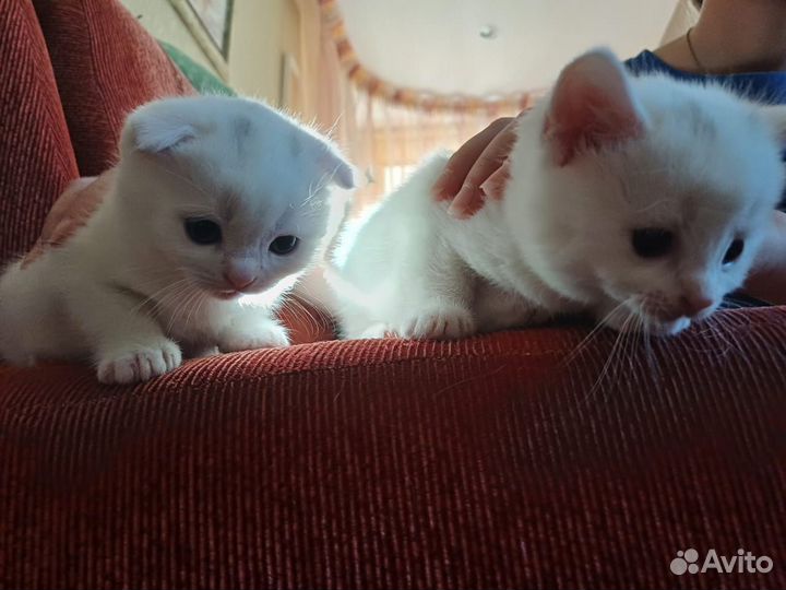 Шотландская вислоухая кошка