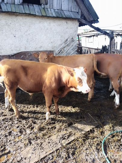 Домашние животные