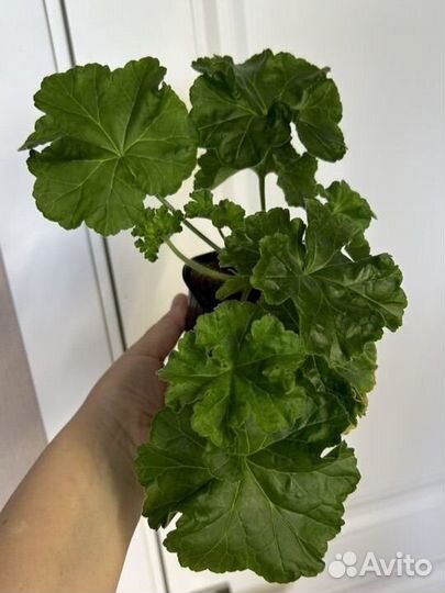 Пеларгония герань юв 4.21