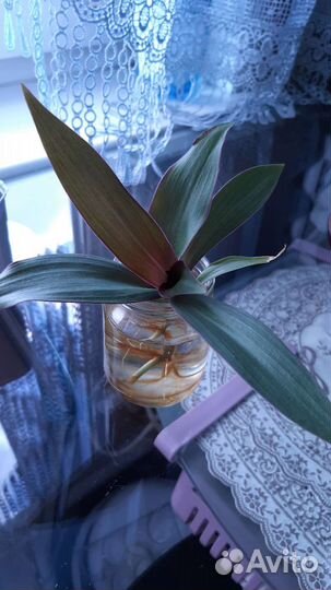 Рео — Цветок комнантный зелено-розовый