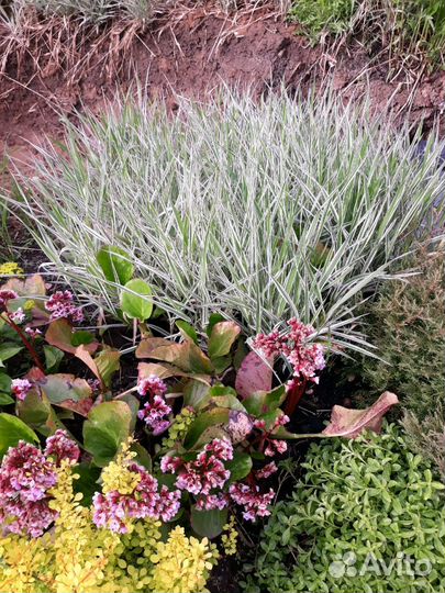 Малочай и осока декоративная